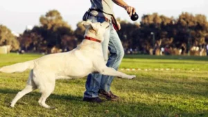 5da0ea8a23d6708e43cdc8d9_Dog-Playing-with-Trainer-696x392