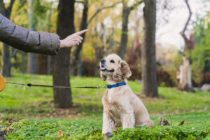 teaching-dog-basic-training